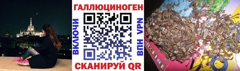 закладки  Покров  Псилоцибиновые грибы Psilocybe 